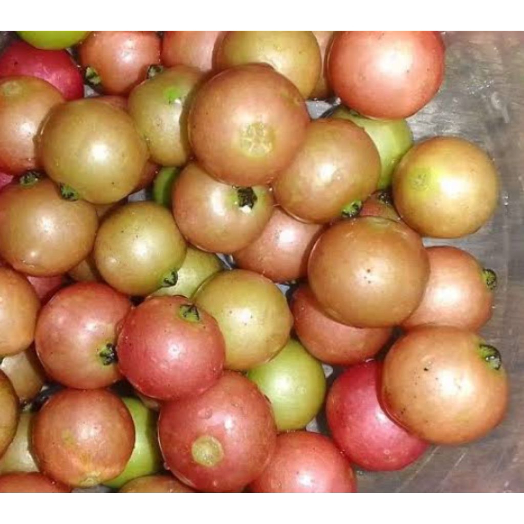 Buah ceri kersen petik langsung 1 kg