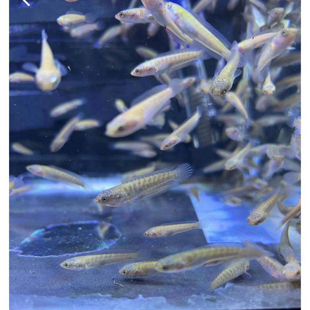 Baby Chana Auranti jackpot Simet