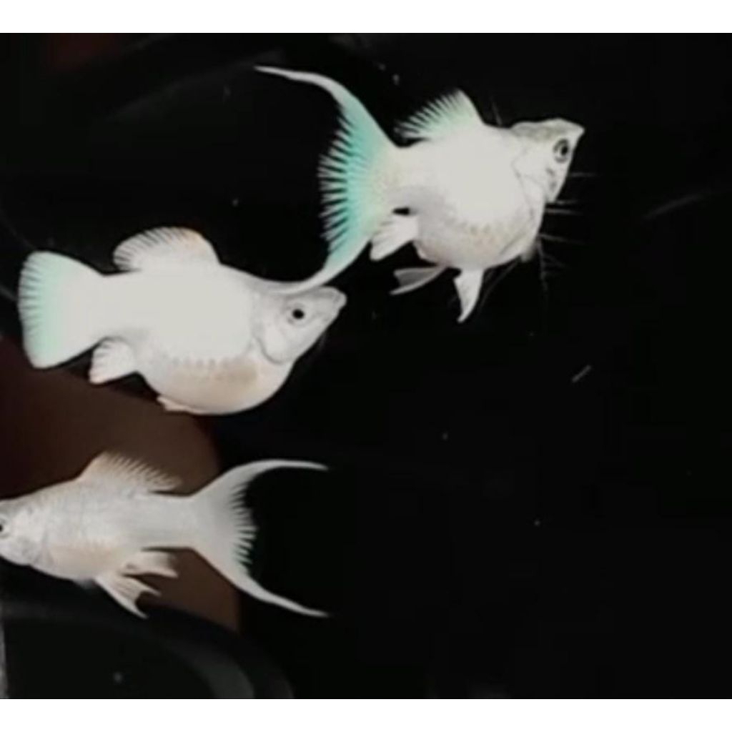 Ikan Molly Cawang Platinum
