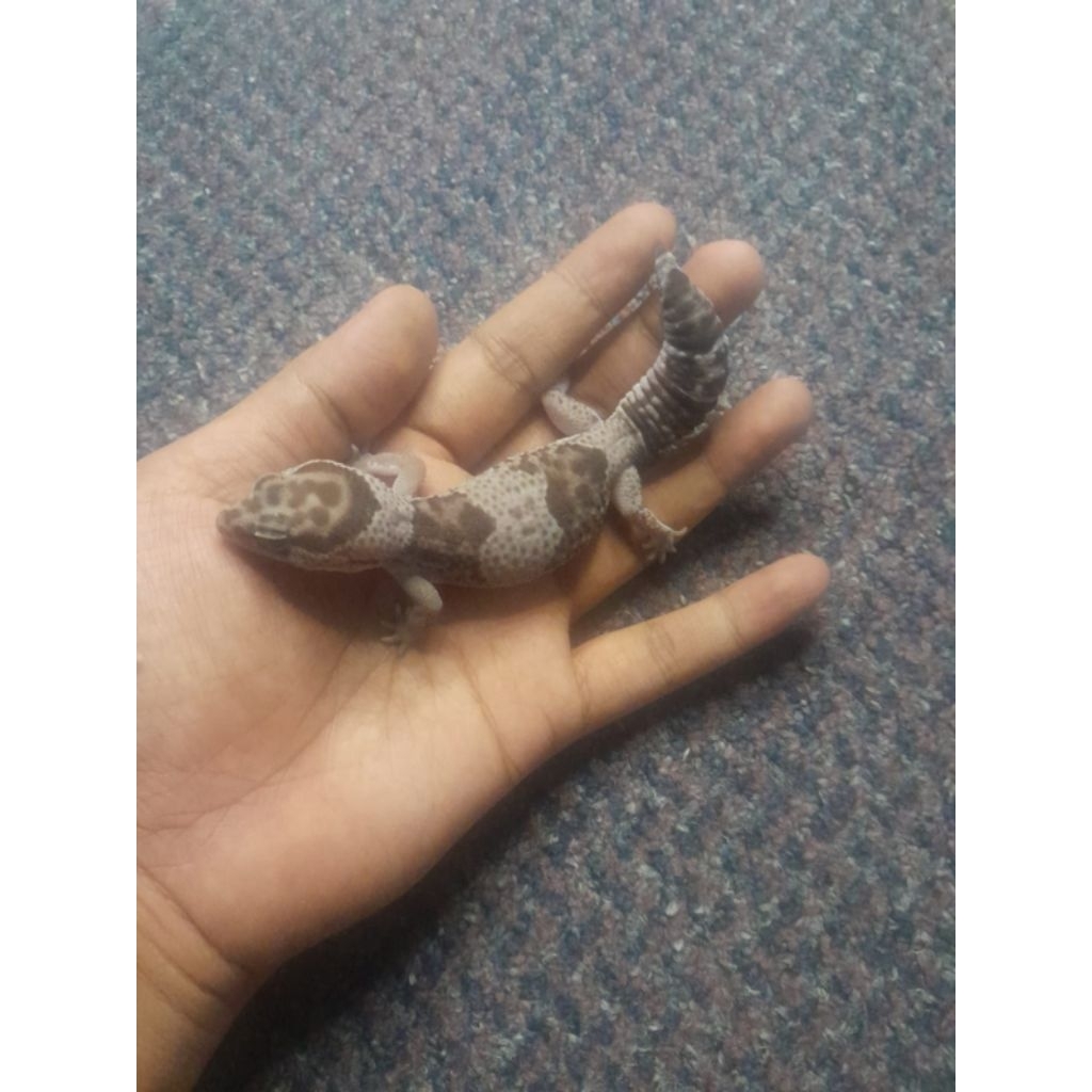 display african fat tailed gecko oreo bisa berjalan