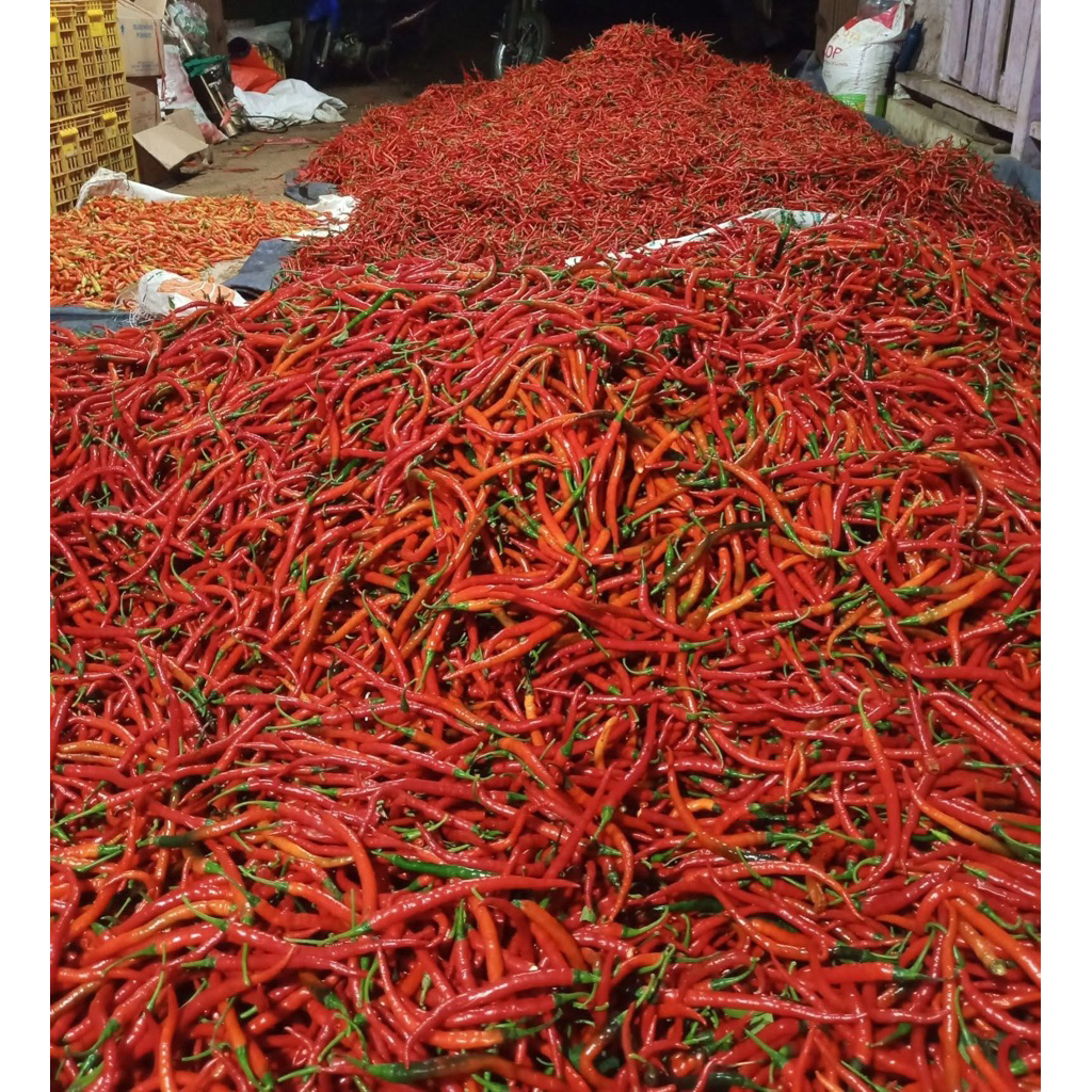 

Cabe merah keriting -fresh variasi timbangan