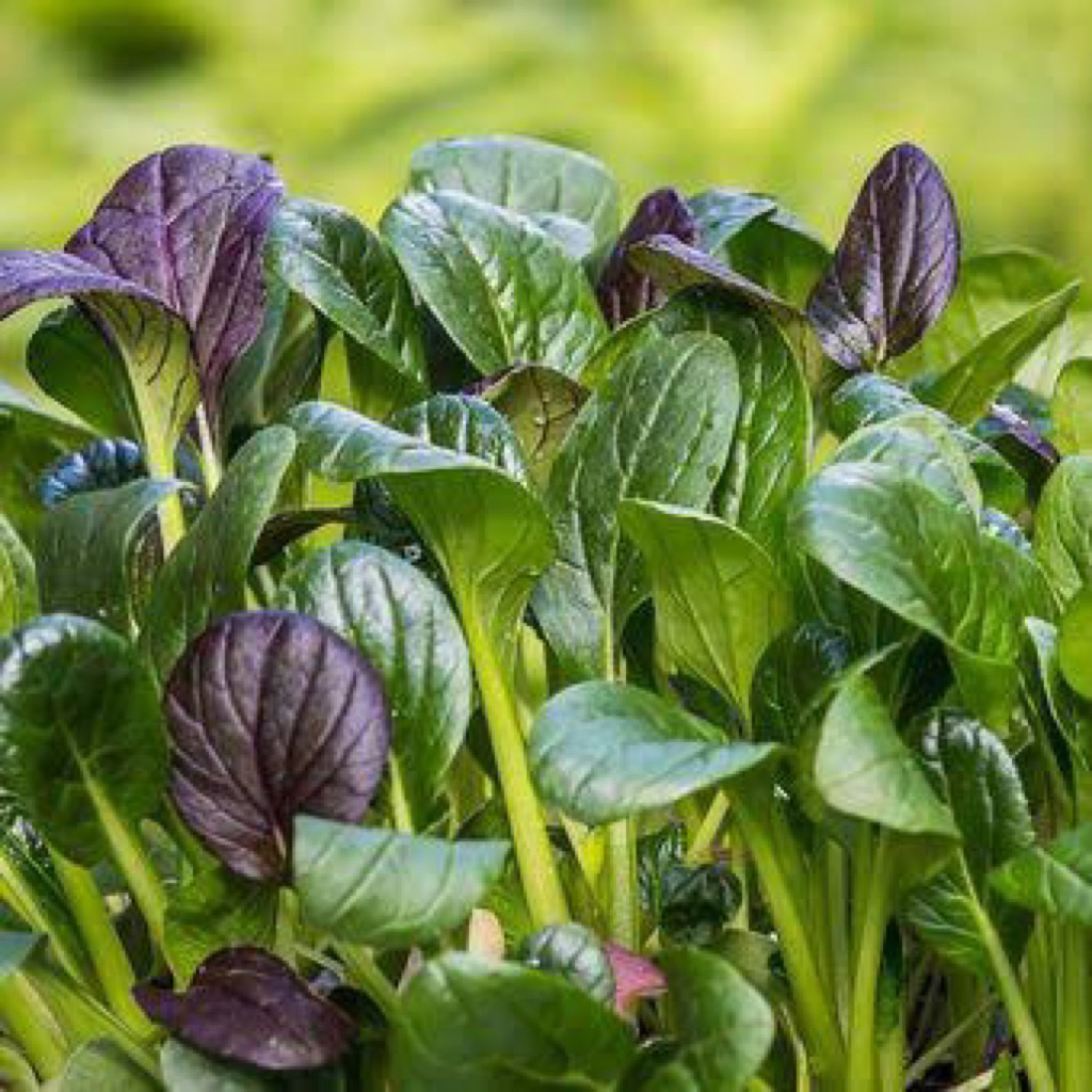 15 Benih Bayam Jepang Benih Bayam Jepang Unggul Berkualitas Bibit Bayam Jepang Tanaman Sayur