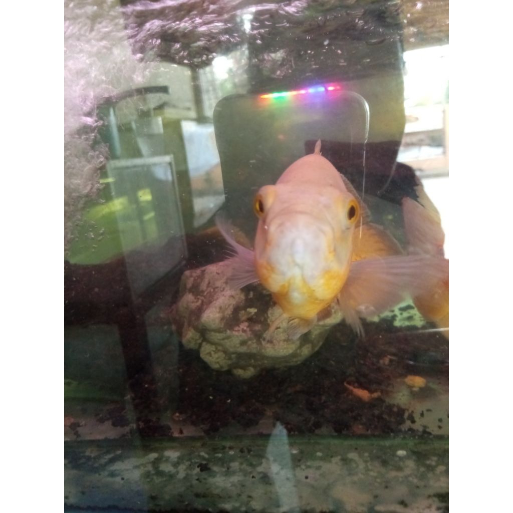 Oscar albino jumbo tankmate