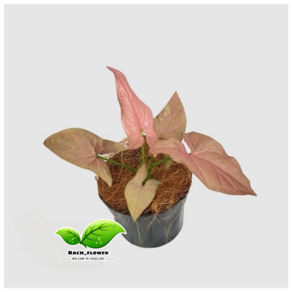 Syngonium pink - syngonium neon robusta - tanaman hias
