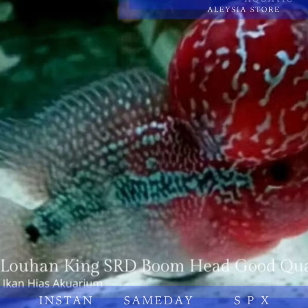 Louhan Super Red Dragon Boom Head Good Quality Hiasan Aquarium