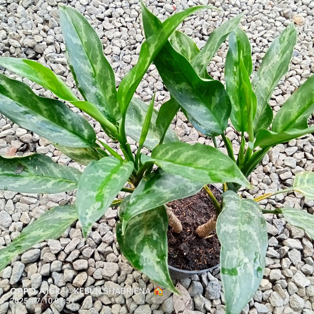 SRI REJEKI. Bibit Tanaman Hias SRI REJEKI.