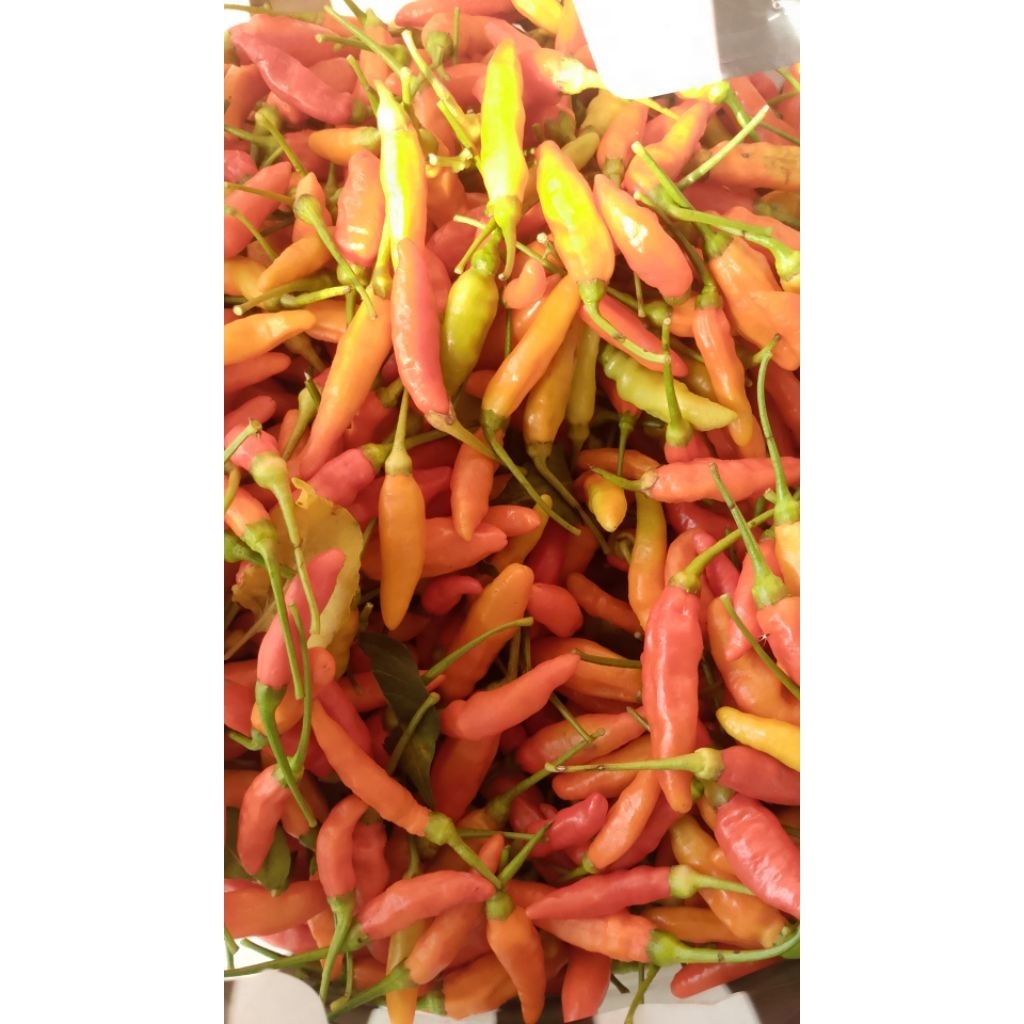 

Cabai Rawit ORI Fresh petik langsung dari kebun 250g, 500g, 1000g