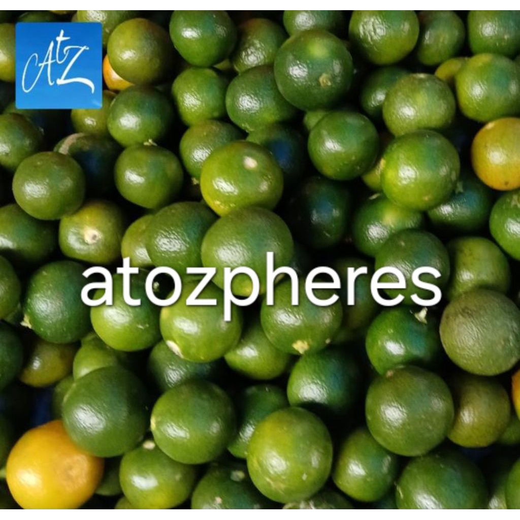 

Buah jeruk sonkit kalamansi kesturi kasturi kietna kiet na segar pilihan fresh calamondin calamansi 500g