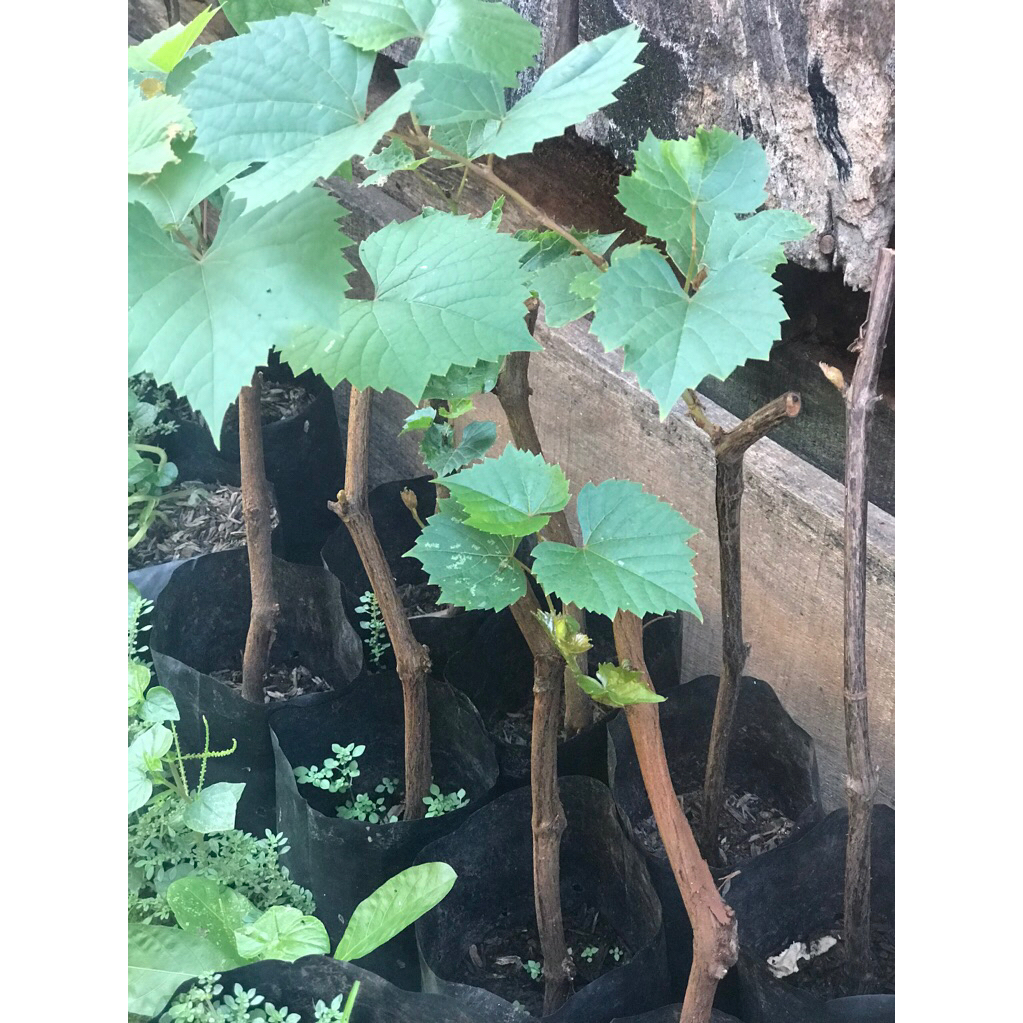 

Anggur millardet 101 rootstoock batang bawah