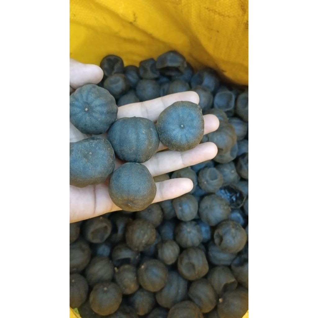 

Lemon Hitam Kering 5 Butir Exp 2026