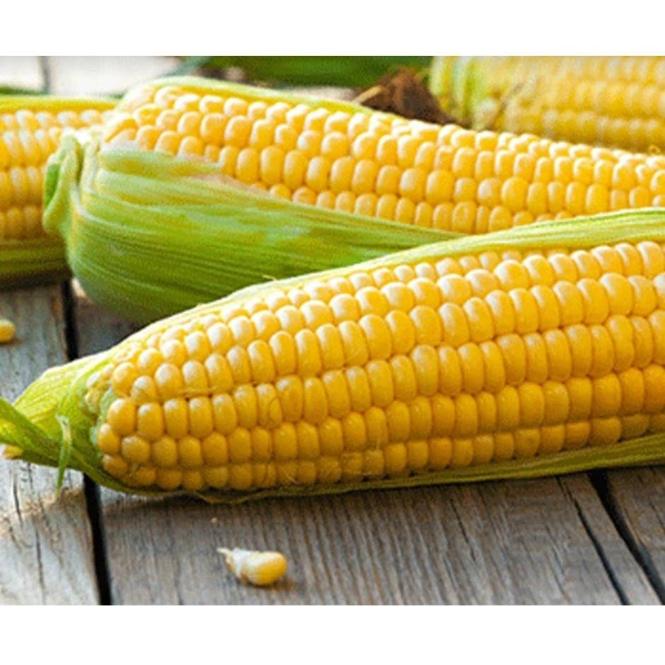 

LOLA Langsung Order Langsung Antar Jagung Manis Sweet Corn 500 gr