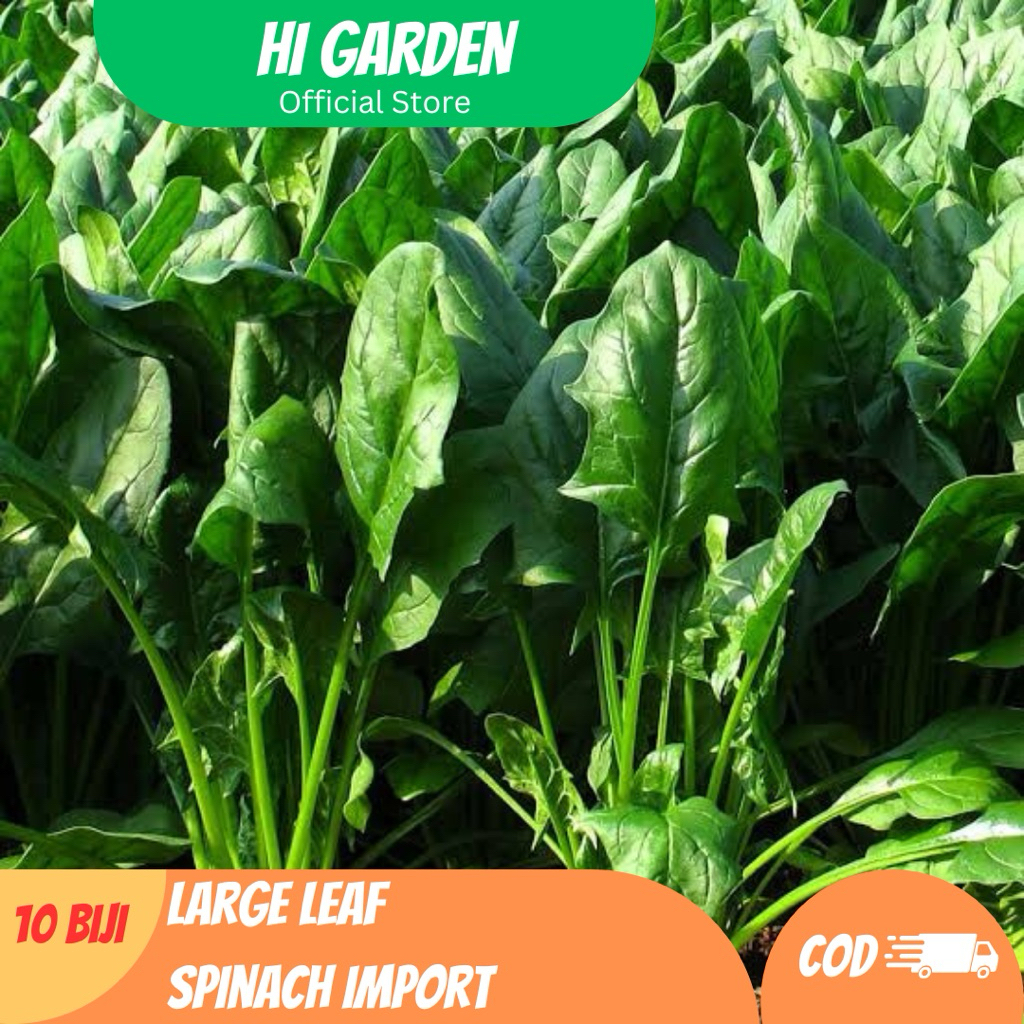 10 Biji Benih Bayam Spinach / Bayam Daun Lebar Import – Mudah Tumbuh & Kaya Nutrisi