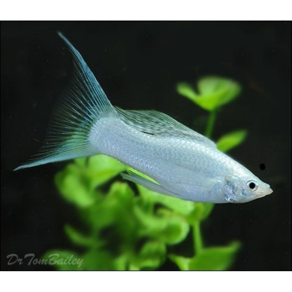 aksesoris aquarium, hiasan aquarium