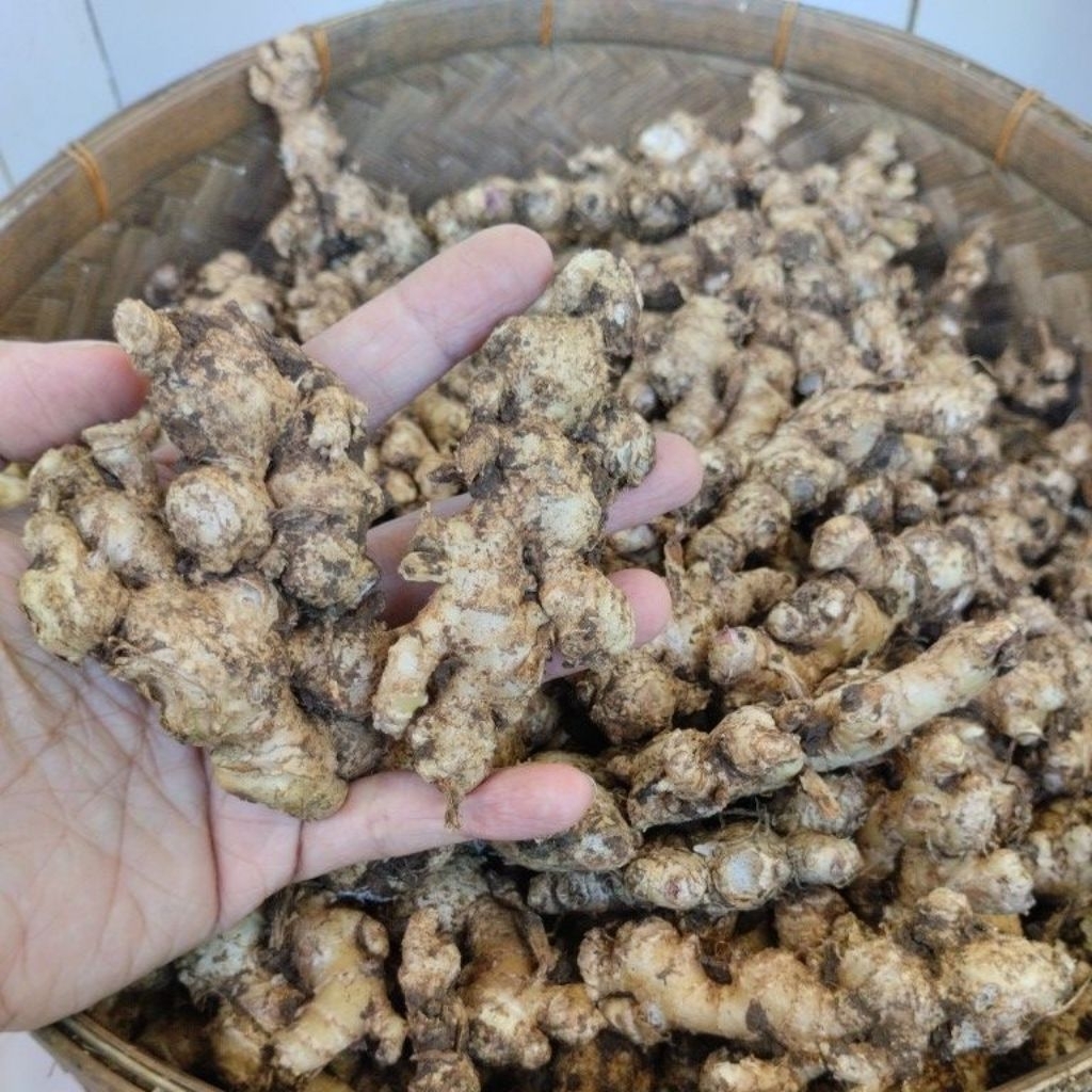 

Jahe Segar/ Jahe Emprit/ Baru Panen Besar Segar
