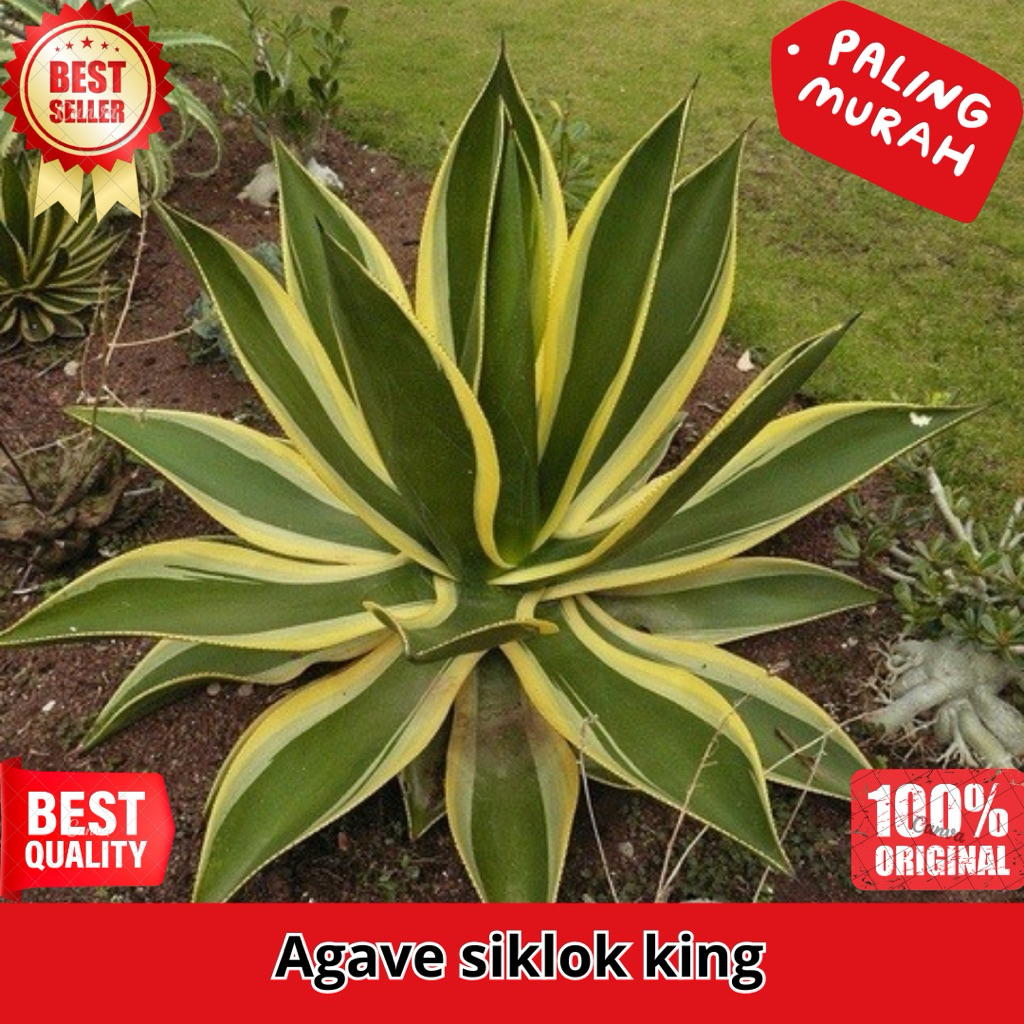 Tanaman Hias Agave King - Tanaman Agave Siklok