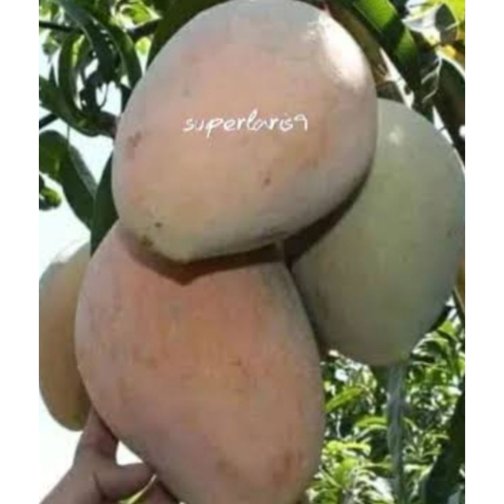 entres mangga coconut pakistan