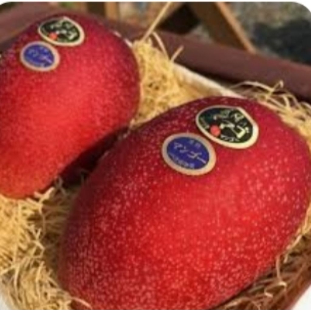 entres mangga miyazaki