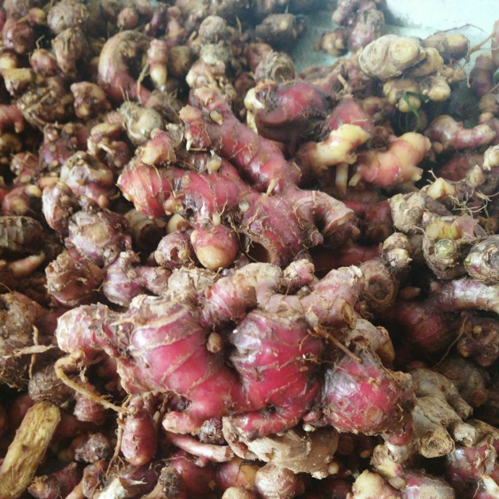 

jahe merah asli 1kg sudah dicuci segar murah