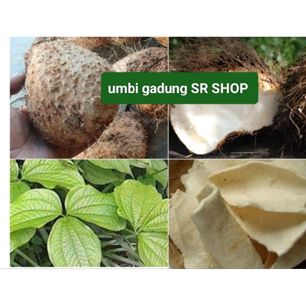 

umbi gadung 1kg fresh