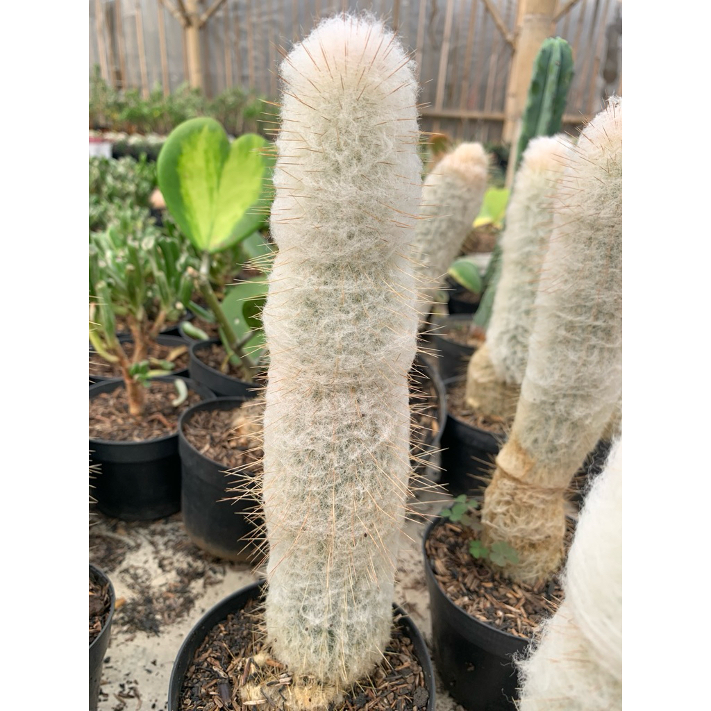 cactus oldman duri halus