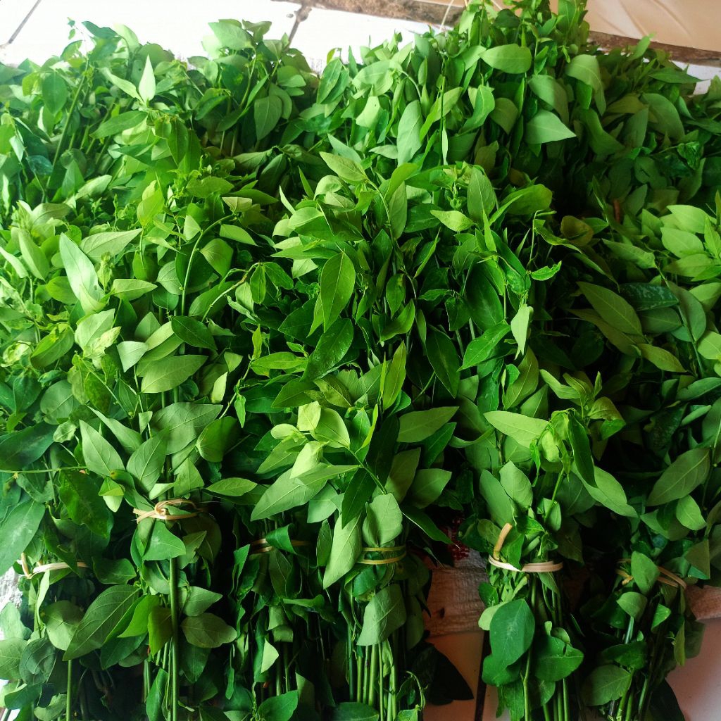 

DAUN KATUK 100 GRAM SAYUR MAYUR BUAT PENAMBAH ASI