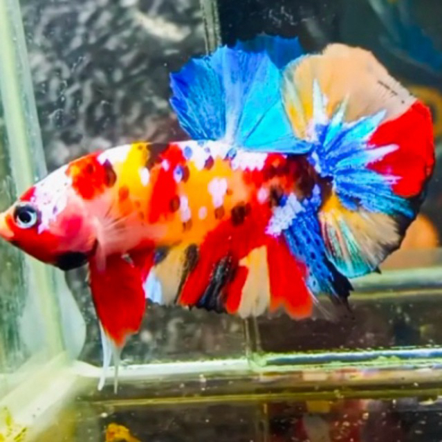 Ikan Cupang Plakat Multicolor bagus