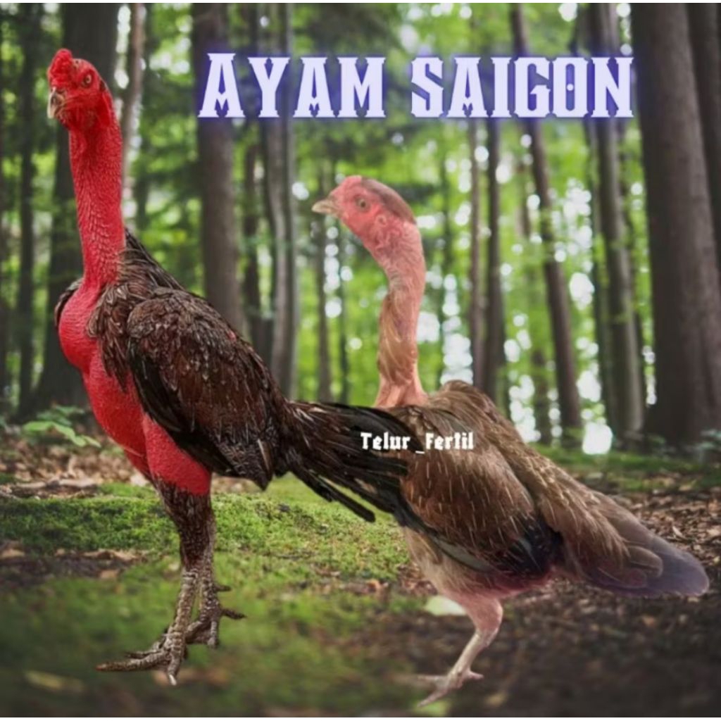 

PROMO!! telur ayam saigon original bisa untuk di tetaskan