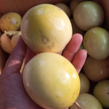 

Buah Markisa Fresh Tua 1kg