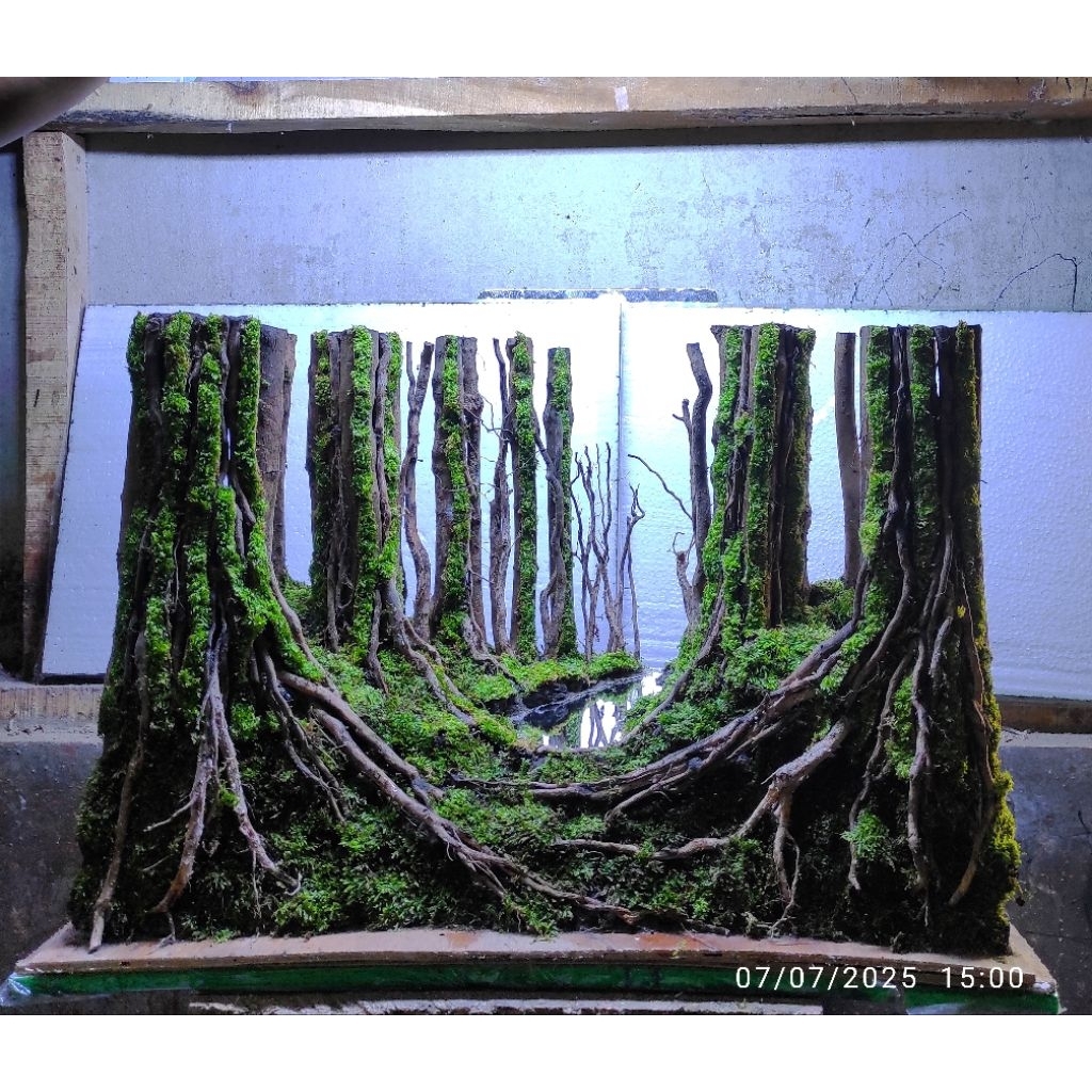 Hardscape jungle aquascape siap pakai buat tank P60. L30. T35. cm sudah diplanting mossjava