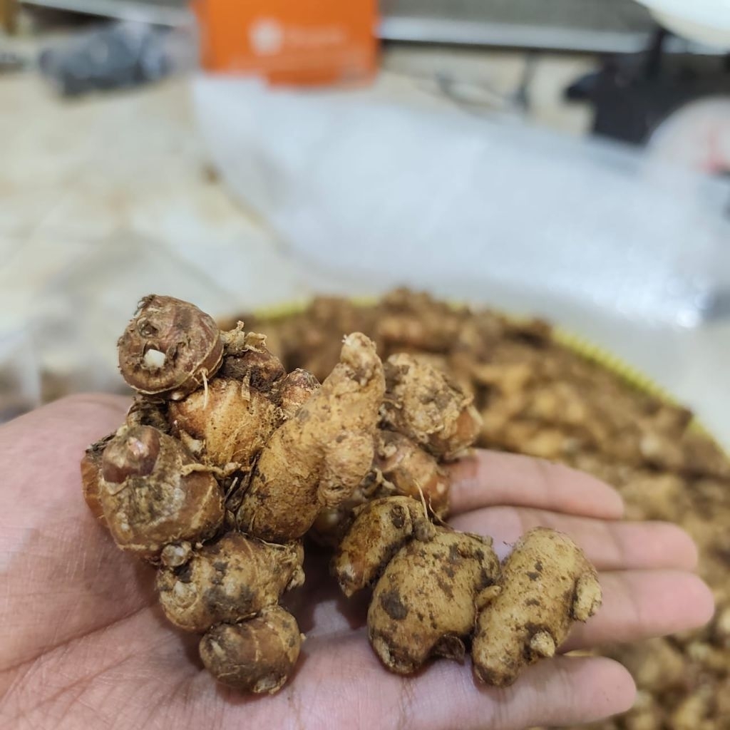 

Kencur Segar dan tua 10gr/500gr/1kg fresh (Promo Rp.0)