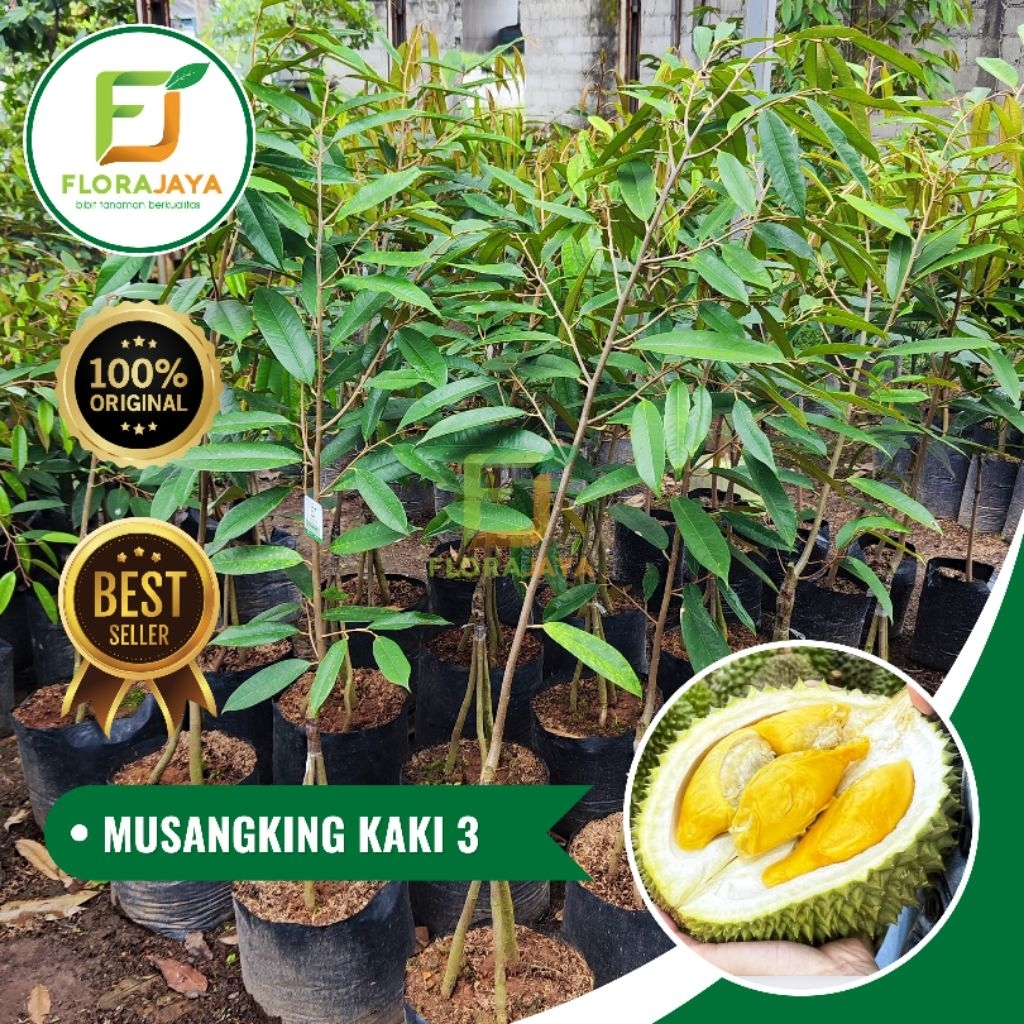 BIBIT DURIAN MUSANGKING OKULASI ( KAKI 3 )