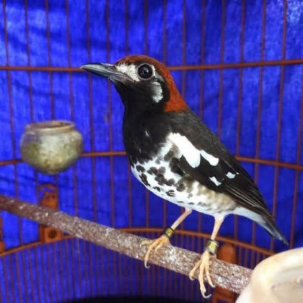 

TELUR FERTIL BURUNG ANIS KEMBANG ORIGINAL