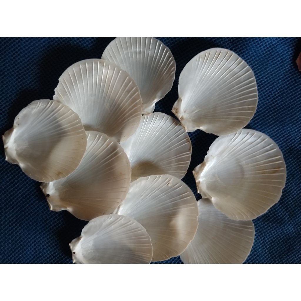 cangkang kerang/cangkang kerang simping/cangkang kerang kipas putih 1kg