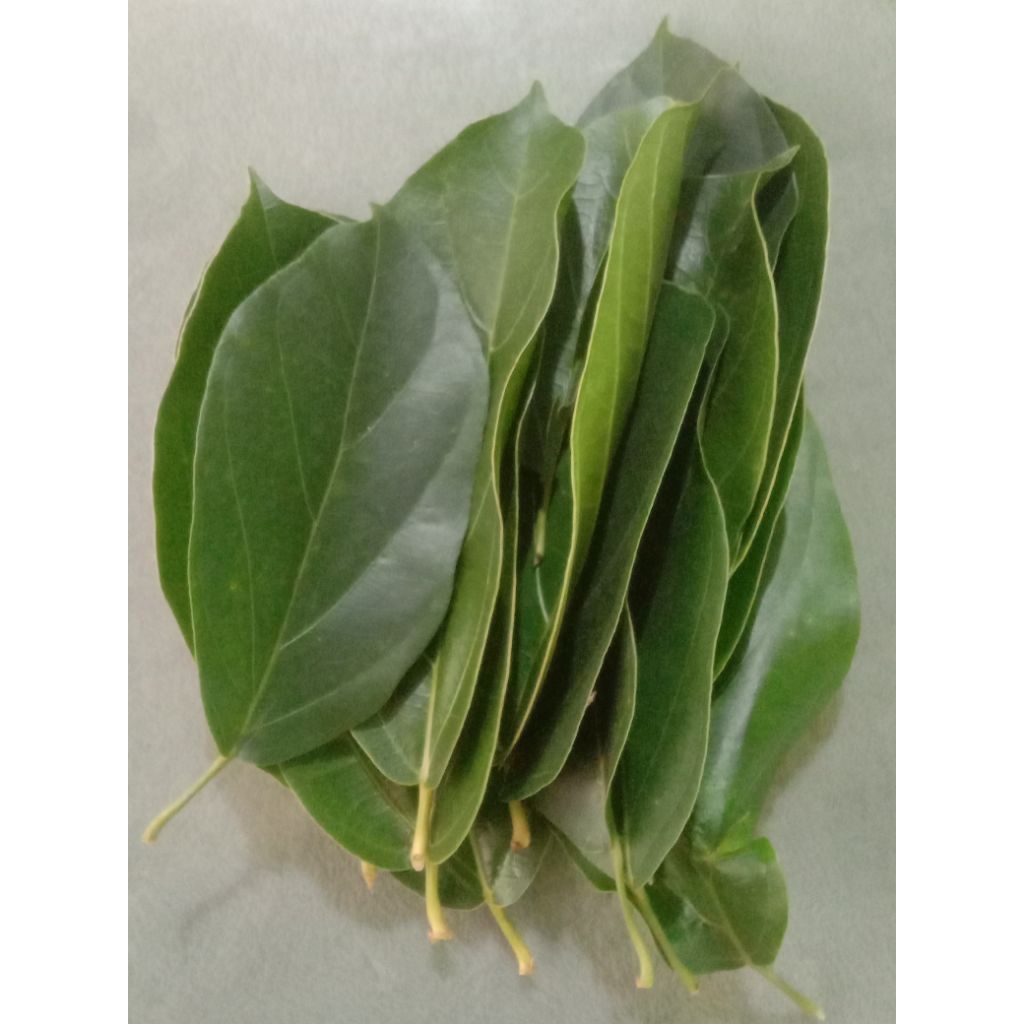 

daun cincau perdu