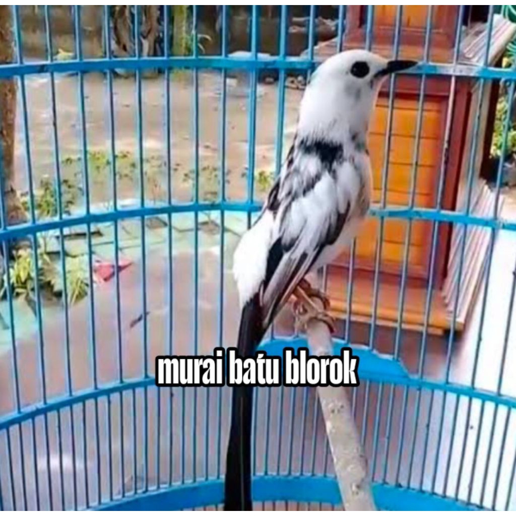 

Telur fertil siap tetas murai batu blorok ekor panjang 2 butir 100% menetas