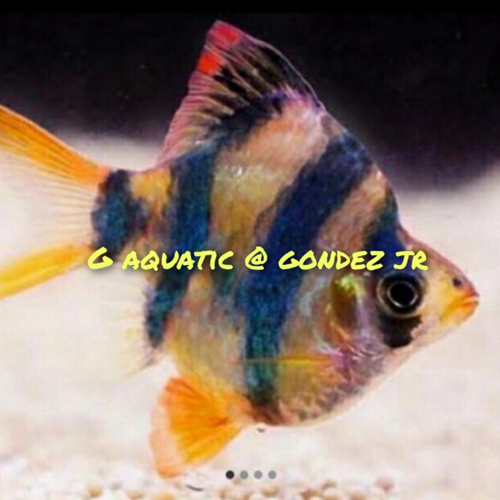 ikan sumatra Tiger balon size L