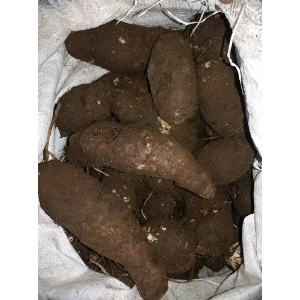 

UMBI TALAS/ talas kimpul fress