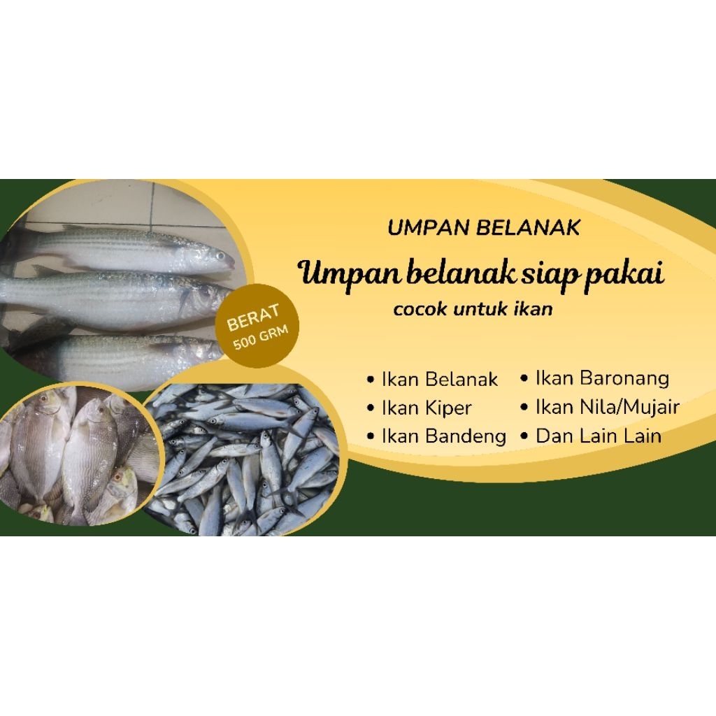 Murah Umpan Belanak Siap Pakai