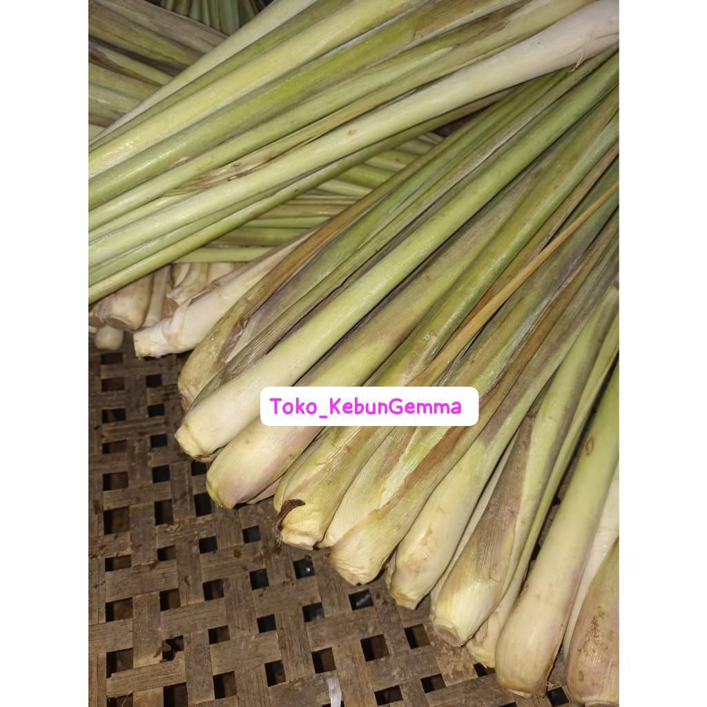 

Serai/ Sereh segar 1Kg