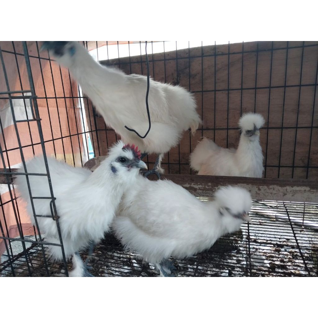 Indukan American silky/ayam.kapas