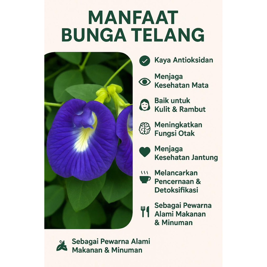 

Bunga Telang Kering Asli 100% Herbal – Teh Bunga Telang Ungu Alami