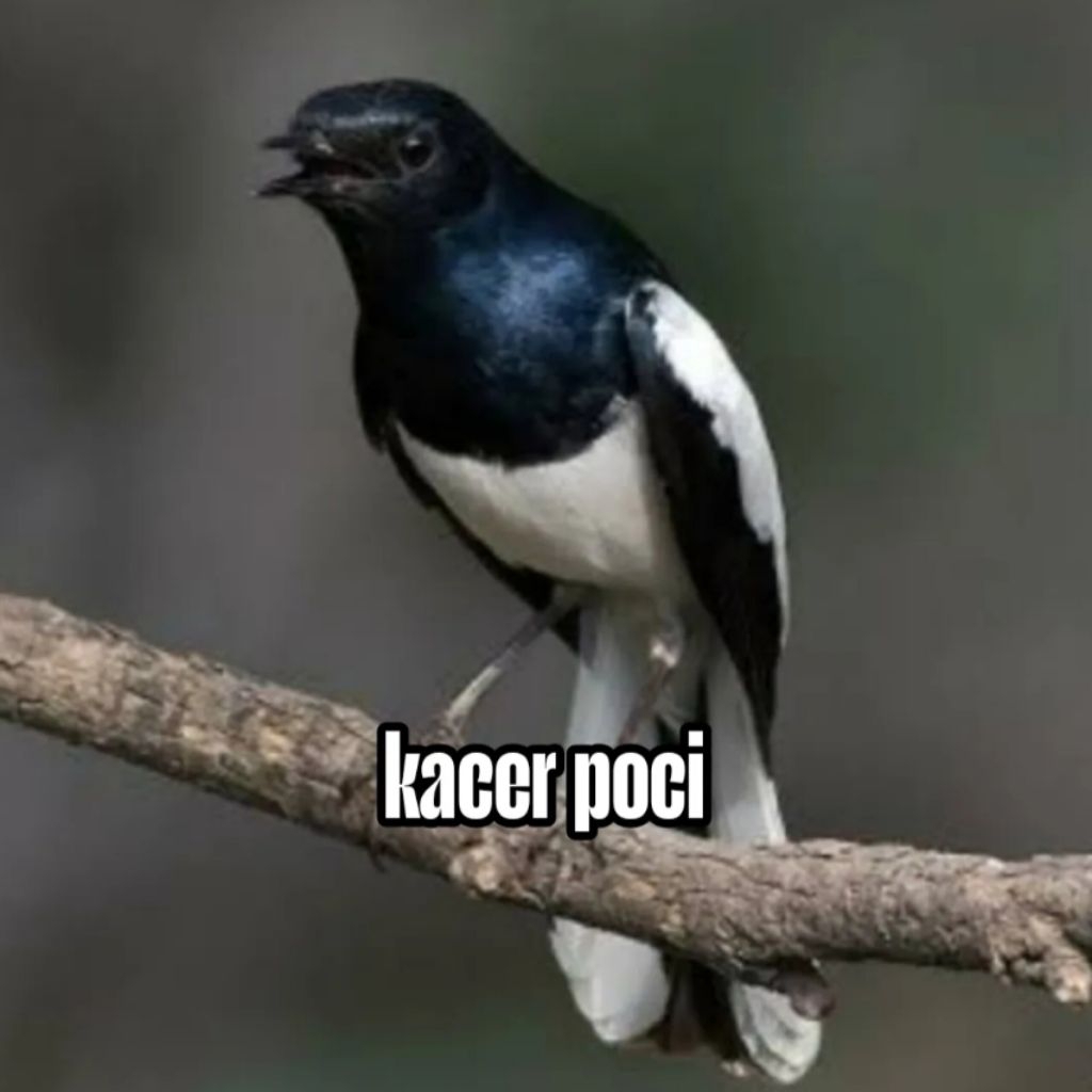 

Telur fertil siap tetas kacer poci (dada putih) 100% garansi menetas