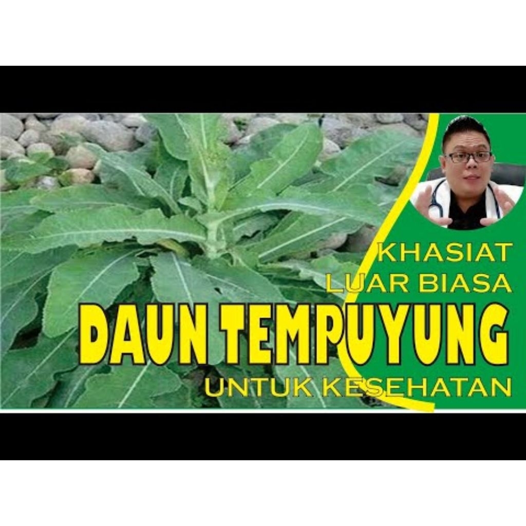 

daun tempuyung segar 500 gram / daun herbal / obat alami / obat segala penyakit