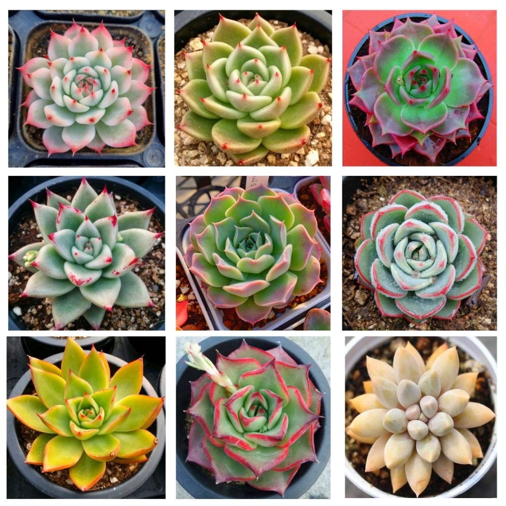 Paket Sukulen Hidup Mini 10 Pcs Free Pot Dan Media Tanam