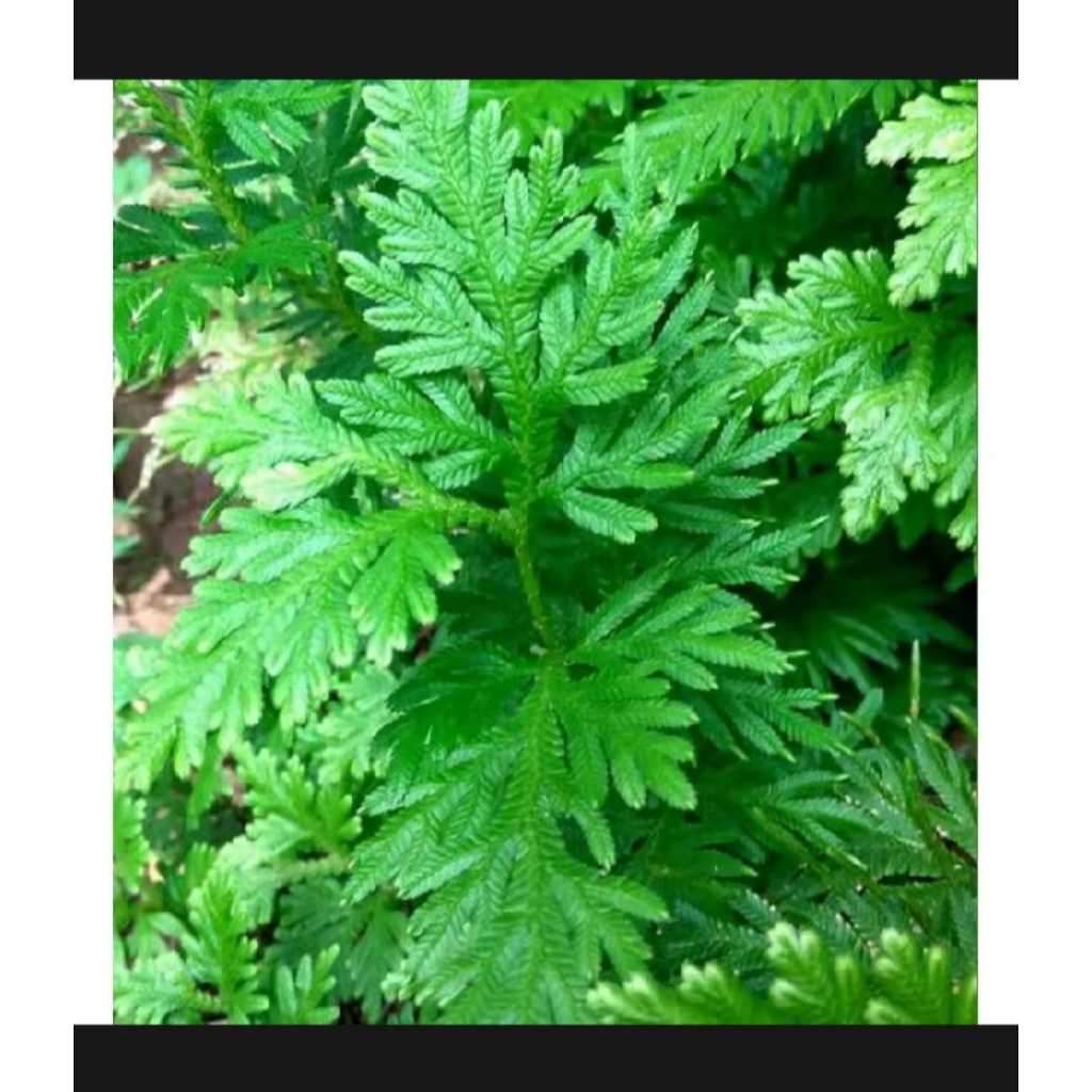 

Ready stok Daun ceker ayam segar fres per 200 gram