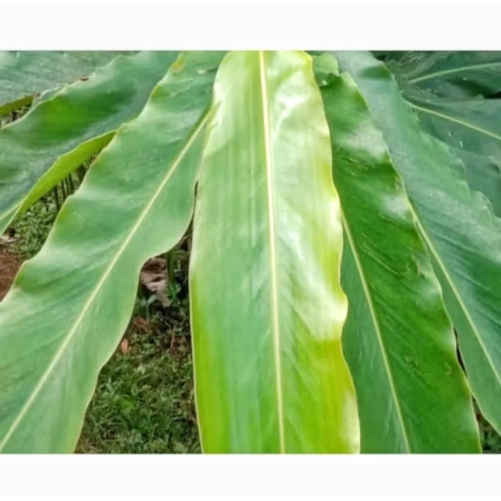 

Daun Kecombrang/Daun Honje Segar 1 Kg