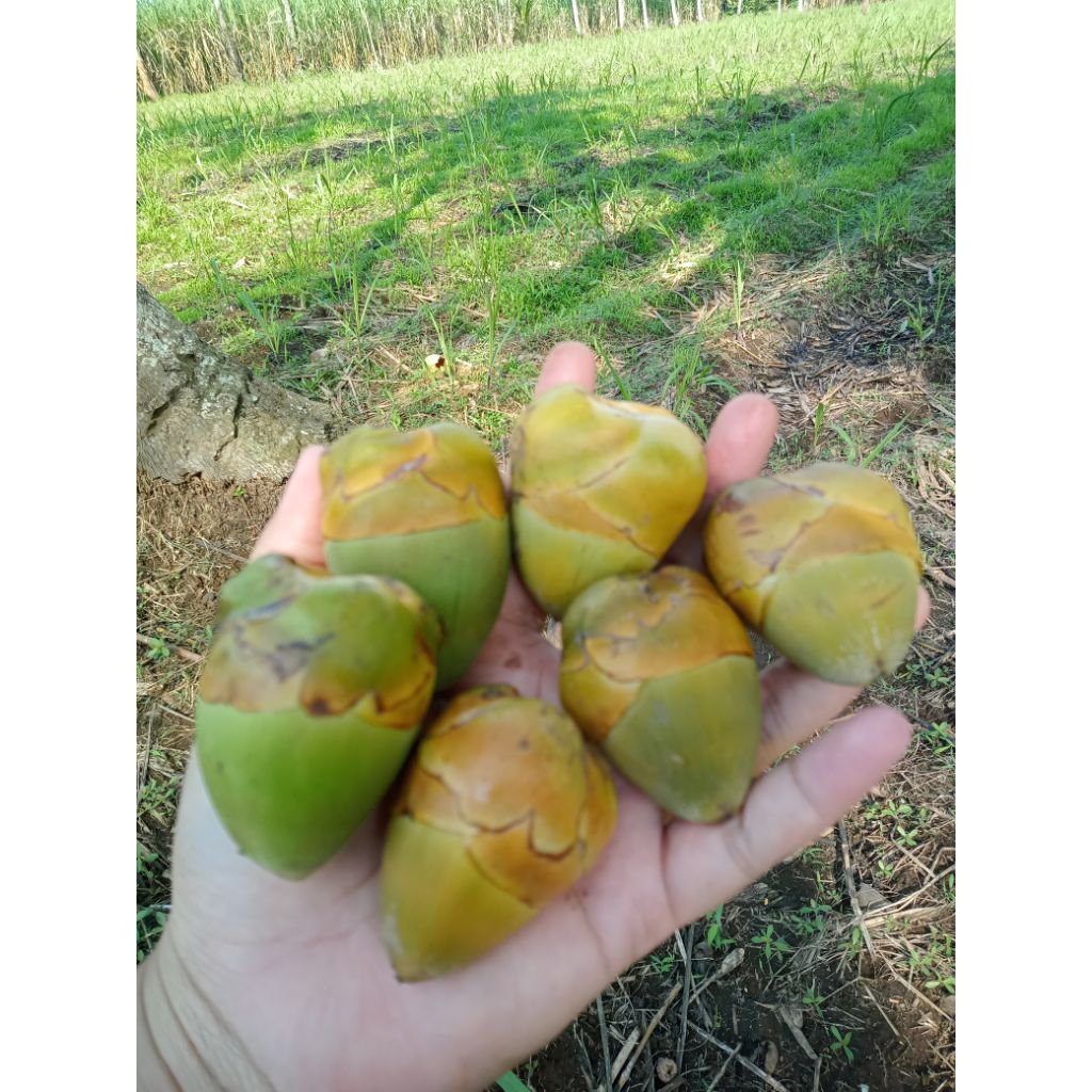 

BUAH BELULUK KELAPA/ KELAPA MUDA (1 kg)