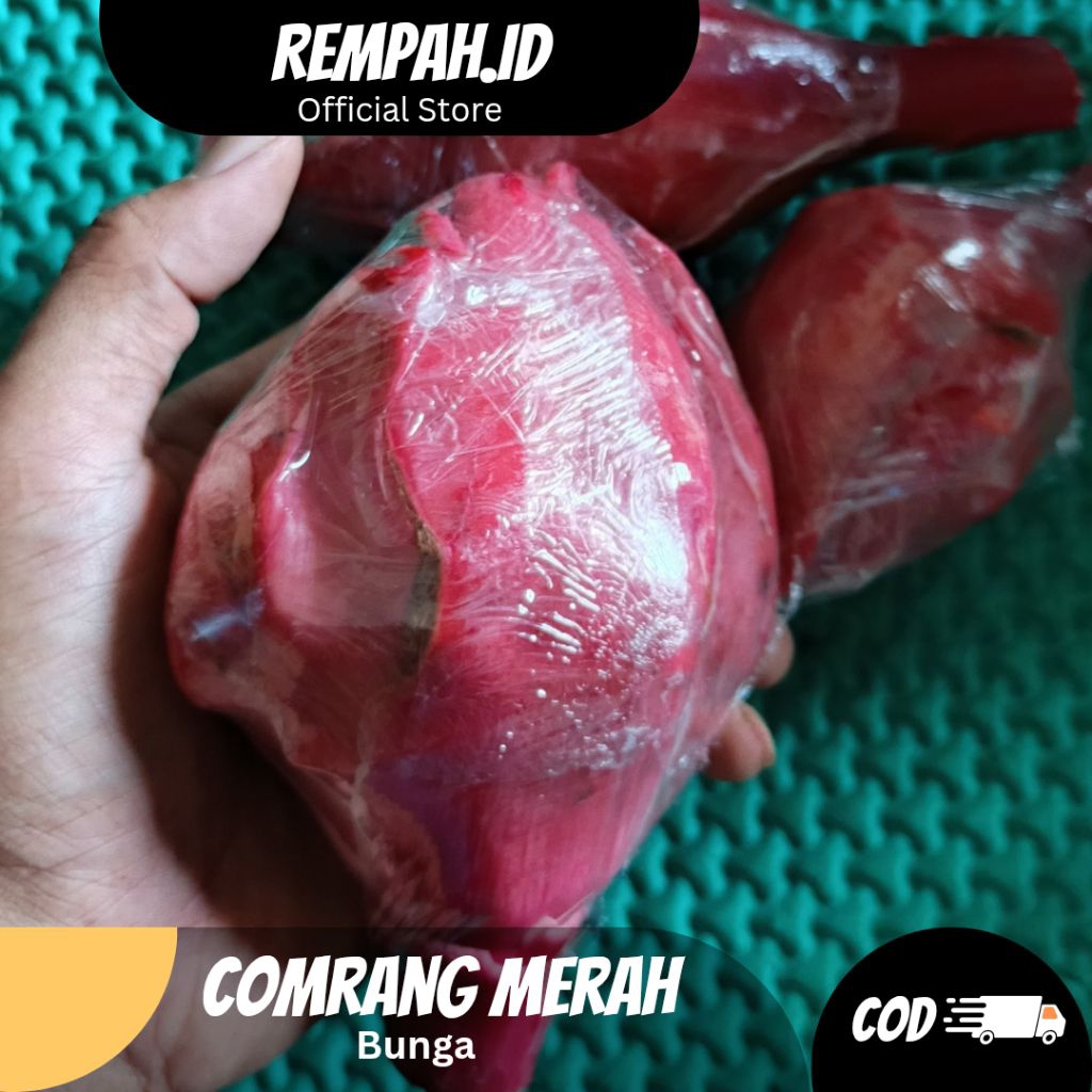 

Bunga Kecombrang Merah Fresh/ Bunga Honje Laka segar