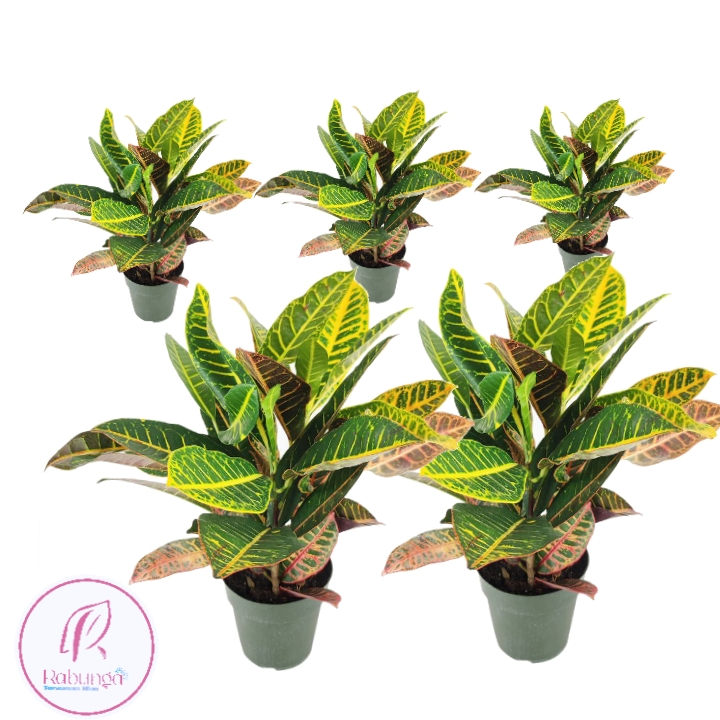 RABUNGA TANAMAN HIAS PURING>PURING JET TANAMAN HIAS>TANAMAN HIAS PURING