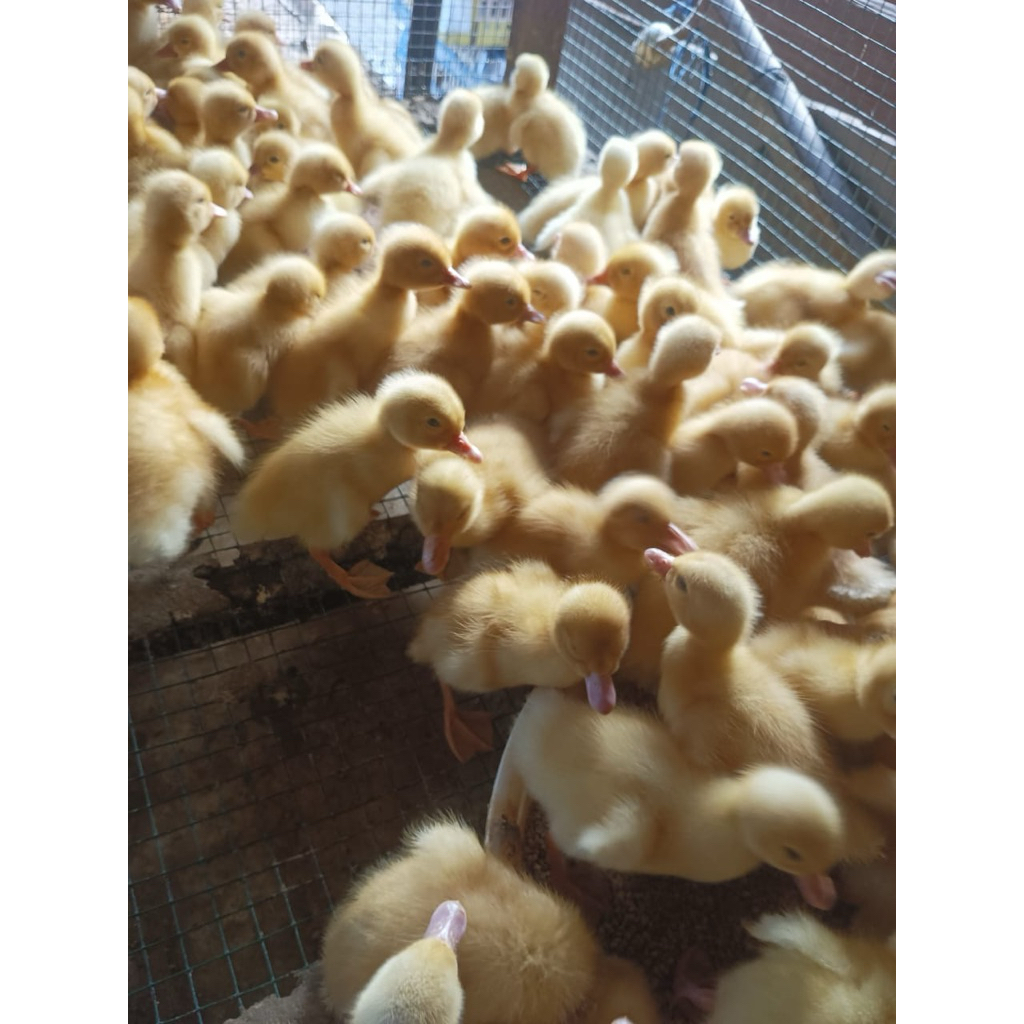 Bebek peking - dod peking - bebek peking kecil